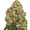 SWEET TANGERINE TANGO AUTO · White Label  Seeds · kenevir tohum · DIsi · AutoFem
