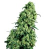 SKUNK 1 AUTOMATIC · White Label  Seeds · kenevir tohum · AutoFem