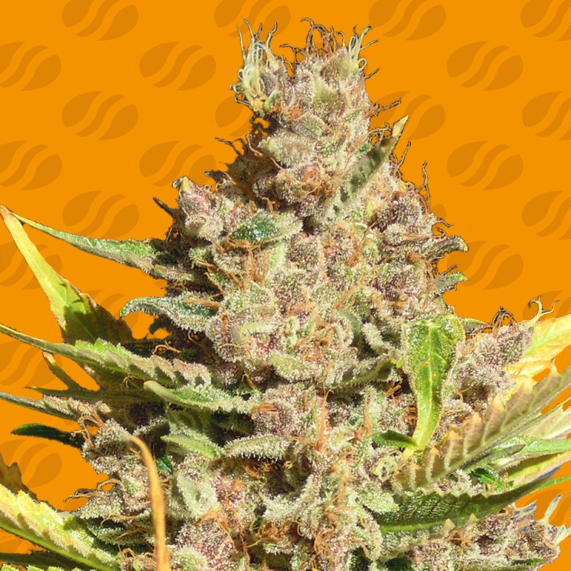 ALIEN GORILLA · Original Sensible Seeds · kenevir tohum · Disi · Fem