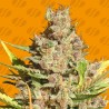 ALIEN GORILLA · Original Sensible Seeds · kenevir tohum · Disi · Fem