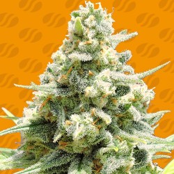 AMNESIA LEMON KUSH · Original Sensible Seeds · cannabis seeds · Fem