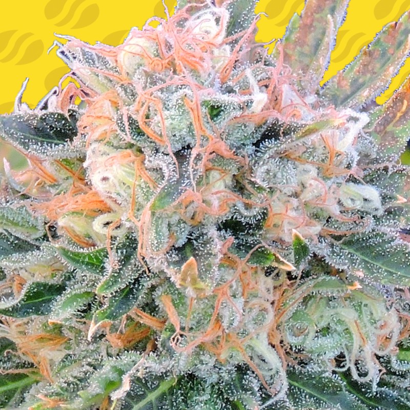 AUTO BLUEBERRY GHOST OG · Original Sensible Seeds · kenevir tohum · Disi · AutoFem
