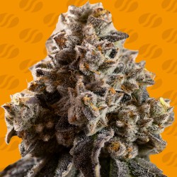 ALIEN MOONROCKS · Original Sensible Seeds · kenevir tohum · Disi · Fem