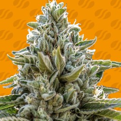 FROSTED GUAVA · Original Sensible Seeds · kenevir tohum · Disi · Fem