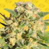 AUTO AK XXL · Original Sensible Seeds · cannabis seeds · AutoFem