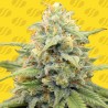APPLE FRITTER AUTO · Original Sensible Seeds · kenevir tohum · Disi · AutoFem