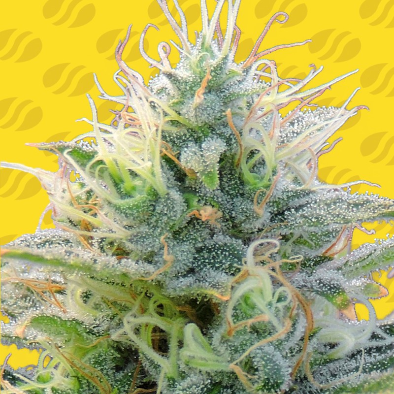 AUTO GHOST OG · Original Sensible Seeds · kenevir tohum · Disi · AutoFem