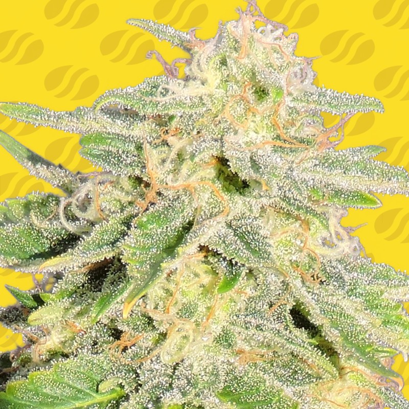 AUTO JACK HERER · Original Sensible Seeds · kenevir tohum · Disi · AutoFem