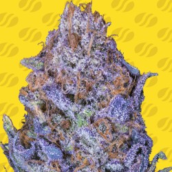 AUTO PURPLE · Original Sensible Seeds · kenevir tohum · Disi · AutoFem