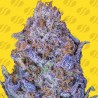 AUTO PURPLE · Original Sensible Seeds · cannabis seeds · AutoFem
