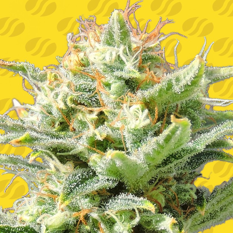 AUTO SUPER SKUNK · Original Sensible Seeds · cannabis seeds · AutoFem
