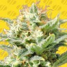 AUTO SUPER SKUNK · Original Sensible Seeds · kenevir tohum · Disi · AutoFem