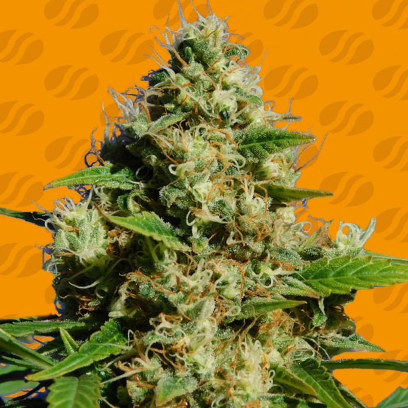 BANANA SHERBET · Original Sensible Seeds · cannabis seeds · Fem