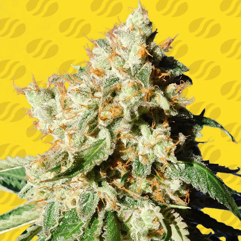 BLUEBERRY COOKIES AUTO · Original Sensible Seeds · kenevir tohum · Disi · AutoFem
