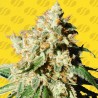 BLUEBERRY COOKIES AUTO · Original Sensible Seeds · cannabis seeds · AutoFem