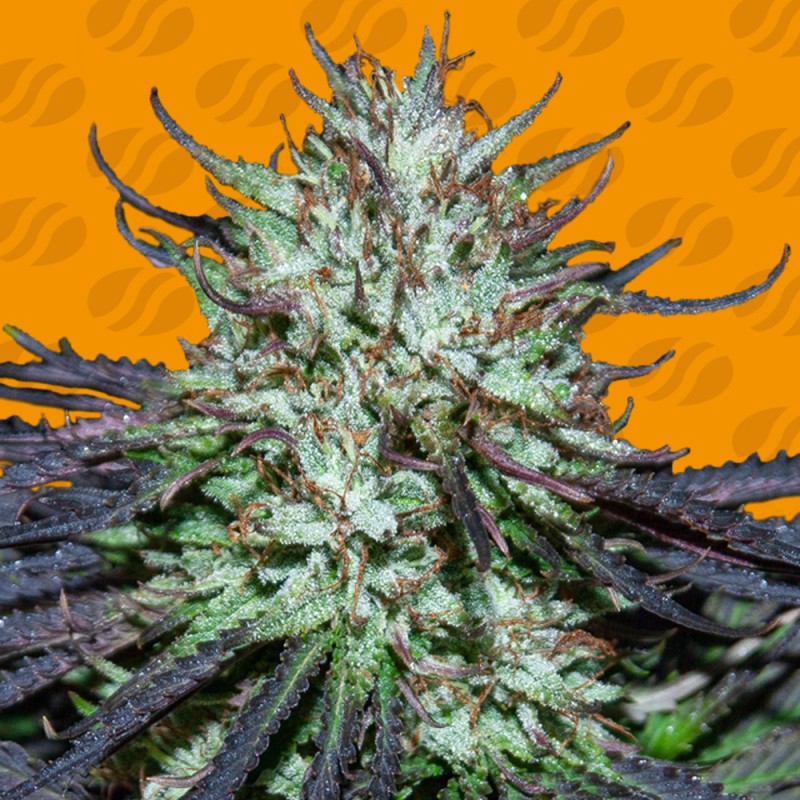 BLUEBERRY GHOST OG · Original Sensible Seeds · cannabis seeds · Fem