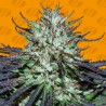 BLUEBERRY GHOST OG · Original Sensible Seeds · cannabis seeds · Fem