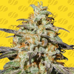 BISCOTTI AUTO · Original Sensible Seeds · kenevir tohum · Disi · AutoFem