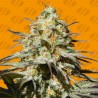 BLACK ORCHID · Original Sensible Seeds · cannabis seeds · Fem