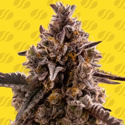BLACK ORCHID AUTO · Original Sensible Seeds · kenevir tohum · Disi · AutoFem