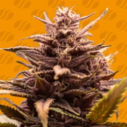 BLACKWATER · Original Sensible Seeds · kenevir tohum · Disi · Fem