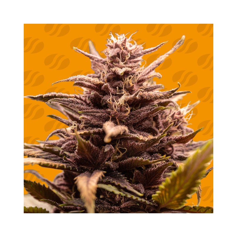 BLACKWATER · Original Sensible Seeds · kenevir tohum · Disi · Fem
