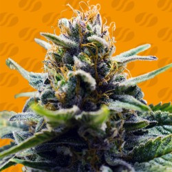 BLUE ZUSHI · Original Sensible Seeds · cannabis seeds · Fem