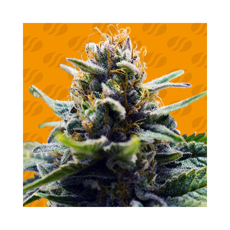 BLUE ZUSHI · Original Sensible Seeds · kenevir tohum · Disi · Fem