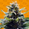 BLUE ZUSHI · Original Sensible Seeds · cannabis seeds · Fem
