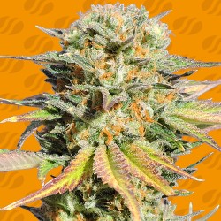 BRUCE BANNER 3 · Original Sensible Seeds · kenevir tohum · Disi · Fem