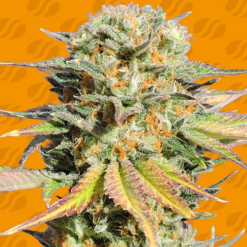 BRUCE BANNER 3 · Original Sensible Seeds · cannabis seeds · Fem