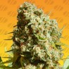 BRUCE BANNER 3 FAST · Original Sensible Seeds · cannabis seeds · Fem