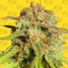 BRUCE BANNER 3 AUTO · Original Sensible Seeds · cannabis seeds · AutoFem