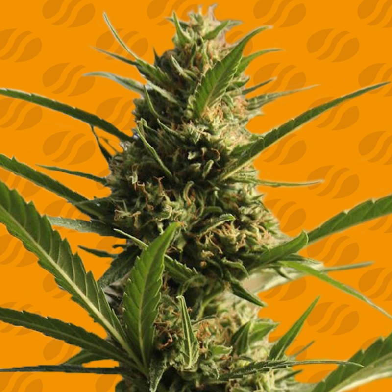 CANNABOOM CBD+ · Original Sensible Seeds · kenevir tohum · Disi · Fem