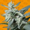 CANNAFUEL CBD+ · Original Sensible Seeds · kenevir tohum · Disi · Fem