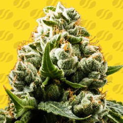 DO-SI-DOS AUTO · Original Sensible Seeds · cannabis seeds · AutoFem
