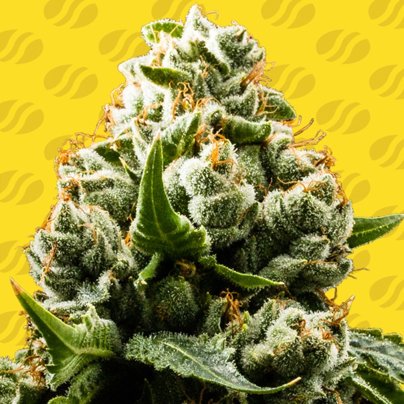DO-SI-DOS AUTO · Original Sensible Seeds · cannabis seeds · AutoFem