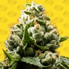 DO-SI-DOS AUTO · Original Sensible Seeds · kenevir tohum · Disi · AutoFem