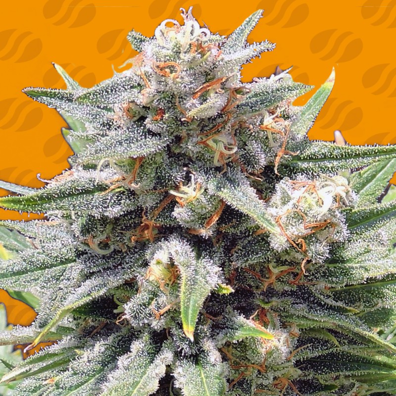 CHEESE XXL · Original Sensible Seeds · kenevir tohum · Disi · Fem