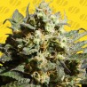 CHERRY ALIEN AUTO · Original Sensible Seeds · cannabis seeds · AutoFem