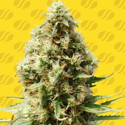 FROSTED GUAVA AUTO · Original Sensible Seeds · cannabis seeds · AutoFem