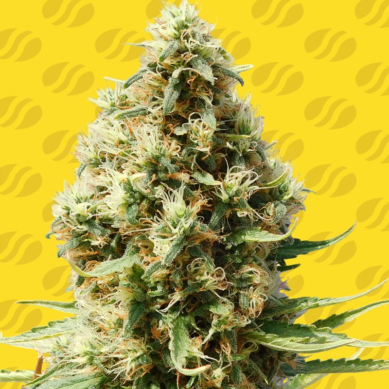 FROSTED GUAVA AUTO · Original Sensible Seeds · kenevir tohum · Disi · AutoFem