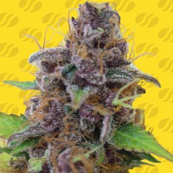 GELATO AUTO · Original Sensible Seeds · cannabis seeds · AutoFem