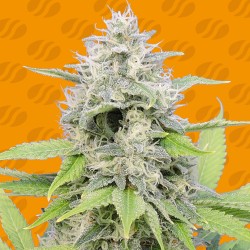 GORILLA Z · Original Sensible Seeds · cannabis seeds · Fem