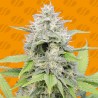 GORILLA Z · Original Sensible Seeds · kenevir tohum · Disi · Fem