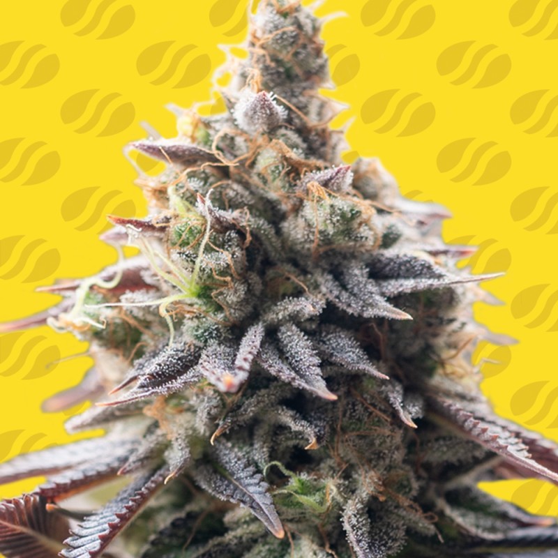 GRAPE SODA AUTO · Original Sensible Seeds · kenevir tohum · Disi · AutoFem