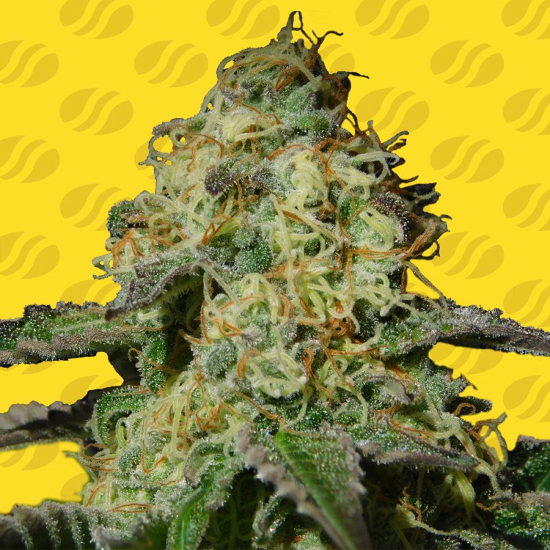 JEALOUSY AUTO · Original Sensible Seeds · kenevir tohum · Disi · AutoFem