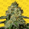 JEALOUSY AUTO · Original Sensible Seeds · kenevir tohum · Disi · AutoFem