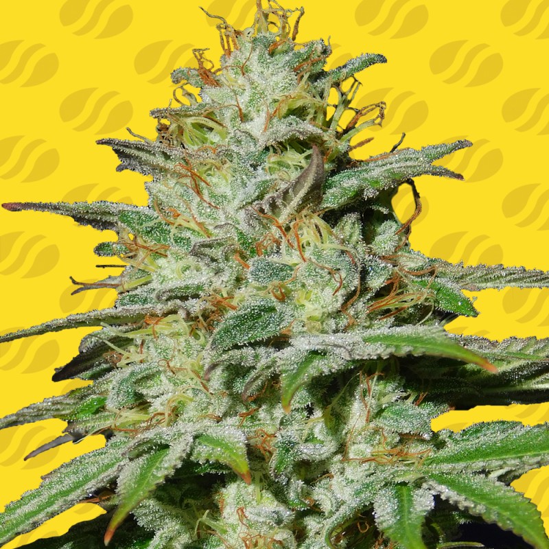 JUNGLE LAVA AUTO · Original Sensible Seeds · kenevir tohum · Disi · AutoFem