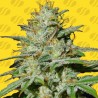 JUNGLE LAVA AUTO · Original Sensible Seeds · kenevir tohum · Disi · AutoFem